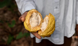 Découvre les utilisations et les bienfaits nutritionnels du beurre de karité dans nos cuisines africaines.